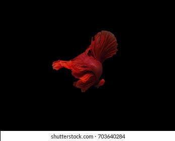 The Deep Red Siamese Fighting Fish Turn Up Side Down To Show His Fantasy Tail In Black Background. 