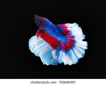 The Deep Red Siamese Fighting Fish Turn Up Side Down To Show His Fantasy Tail In Black Background. 