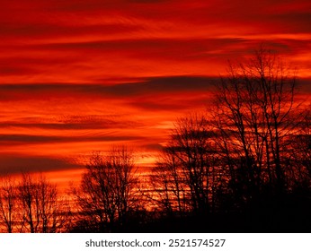 Deep red sunset fills the cloudy sky with warmth, creating a vivid backdrop for the silhouette of bare forest trees. Rich colours and striking contrast as an autumn day slowly transitions into night. - Powered by Shutterstock