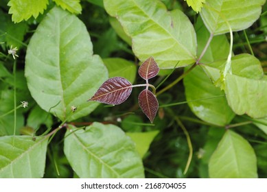 Deep Red Tri-leaf Of The Poison Ivy Plant. Urushiol Oils On The Leaves Cause Contact Dermatitis.