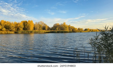 A deep river surrounded by trees and plants. Reed beds. Boats on the water. An autumn landscape in warm tones.