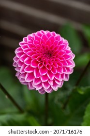 Deep Rose Pink Dahlia Sandra Is A Pretty Ball Shaped Flower In Late Summer Autumn Cottage Garden