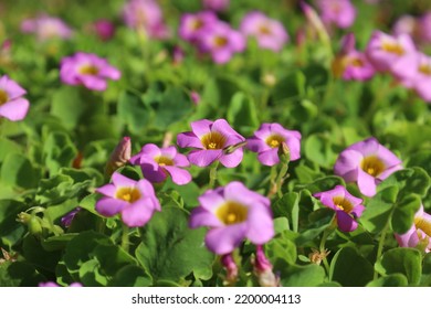 Deep Rose Pink Flowers Of Oxalis Plant