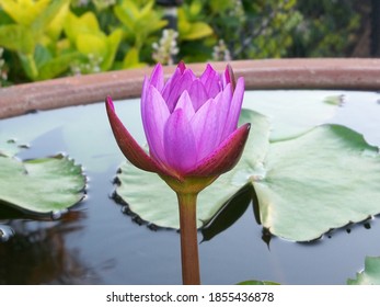 Deep Rose Water Lily Bud