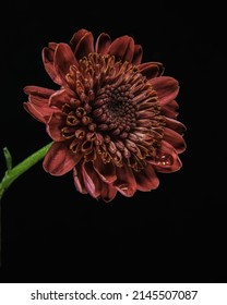 Deep Ruby Red Daisy Flower