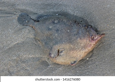 Deep Sea Angler Fish Dead On The Beach, Peru