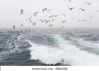 Deep Sea Fishing. The Catch Of Cod. Poland