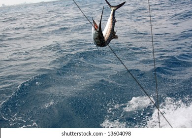 Deep Sea Fishing In South Florida, With A Big Sailfish Jumping