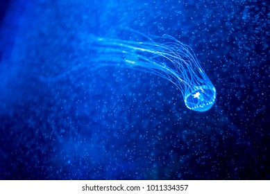 Deep Sea Glow In The Dark Jelly Fish In Aquarium