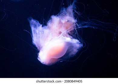 Deep Sea Jellyfish Hunts With Strings Of Tentacles