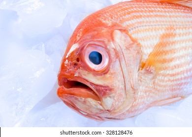 Deep Sea Perch Images Stock Photos Vectors Shutterstock