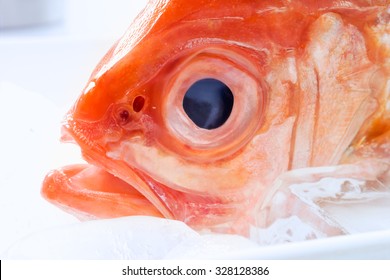 Deep Sea Perch, Ice, Head, Close-up