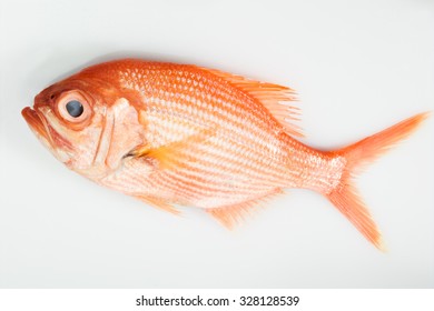 Deep Sea Perch, White Background, Isolated