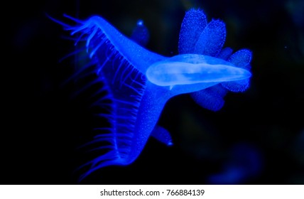Deep Sea Plankton Creature