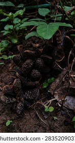 Deep shadow macro shot emphasizing the rough pattern and detail of dry seed pods in dirt.
