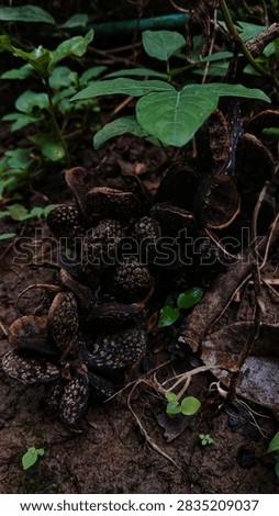Deep shadow macro shot emphasizing the rough pattern and detail of dry seed pods in dirt.