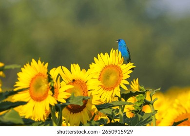 Deep solid blue indigo bunting perched high on giant sunflower in morning sun against blurry background. 