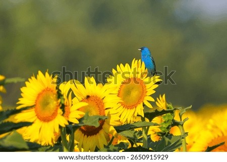 Deep solid blue indigo bunting perched high on giant sunflower in morning sun against blurry background. 