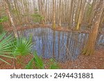 Deep in a Southern Swampland in the Ion Swamp in South Carolina