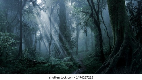Deep tropical jungle in darkness