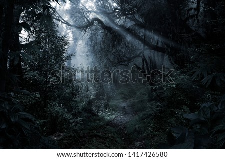 Deep tropical jungle in darkness