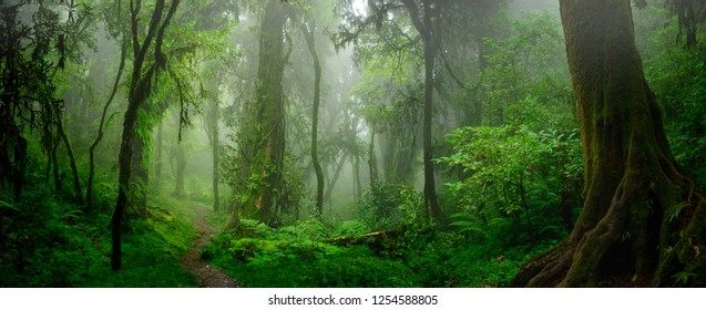 Deep tropical jungles of Southeast Asia in august - Shutterstock ID 1254588805