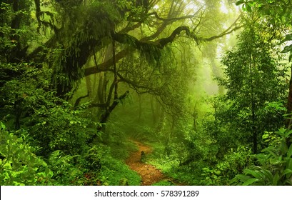 Deep tropical jungles of Southeast Asia in august - Shutterstock ID 578391289
