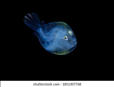 Deep Water Anglerfish Blackwater Photo