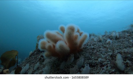 Deep Water Coral In Norway 