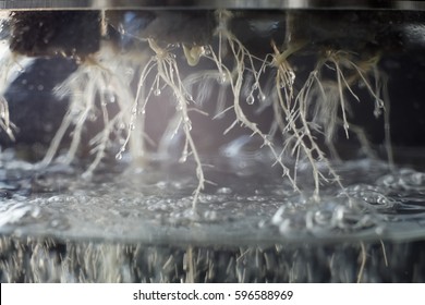 Deep water culture hydroponic system close up