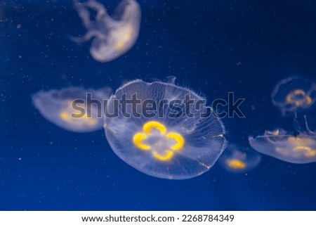 Deep water jellyfish . Blue ocean underwater with jellyfish