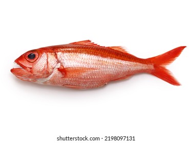 Deep Water Red Snapper, Hachijou Akamutsu