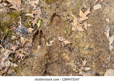 Deep Whitetail deer tracks in the mud leading down a pathway in the Wisconsin forest. 
