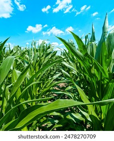 Deep within rows of healthy Green Corn Crops within an Agricultural Field. Plants are lush and green, set against a cloudy blue sky. Captured in mid-June in the Midwest, USA.