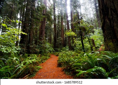 Deep In The Woods Of California Redwoods 