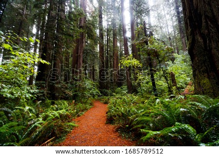 Deep in the woods of California Redwoods 
