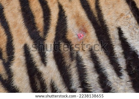 A deep wound in the middle of the body after a tiger bite.