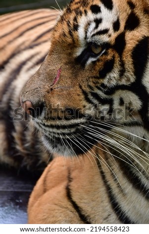 Deep wound on the left nostril of a female tiger  After fighting from another tiger.