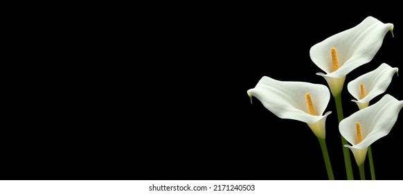 DEEPEST SYMPATHY CARD WITH CALLA LILY FLOWERS ISOLATED ON BLACK BACKGROUND. CONDOLENCES ON DECEASES CONCEPT. COPY SPACE. - Shutterstock ID 2171240503