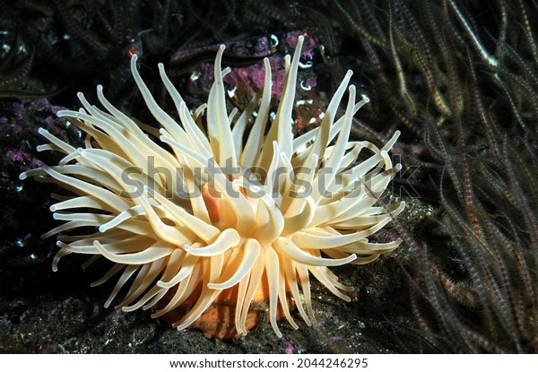 deeplet sea anemone on sea bed covered in common\
brittle stars