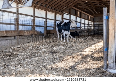 Deep-litter bedding in a bred heifer dairy pole barn. 
