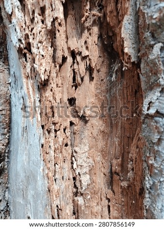 Deeply eroded rotten tree interior with hollows and tunnels carved by wood-boring insects. High quality photo