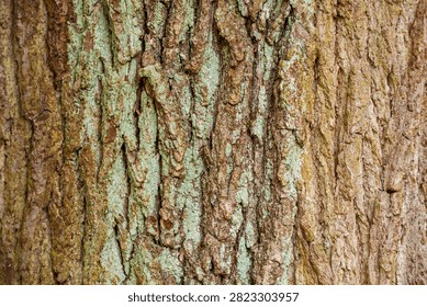Deeply furrowed tree bark texture with green lichen growth, highlighting forest biodiversity, bioindicator species for clean air quality, and climate change effects on woodland habitats.