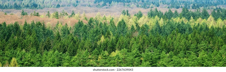 Deeply staggered forest landscape south of Hamburg in the Lüneburg Heath, between evergreen conifers rows of still leafless deciduous trees - Shutterstock ID 2267639043