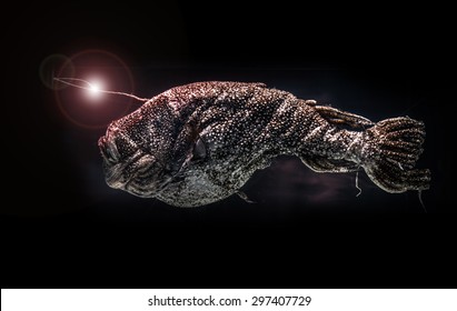 Deep-Sea Stingray