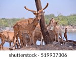 deer