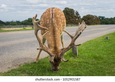 Deer
