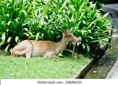 deer
