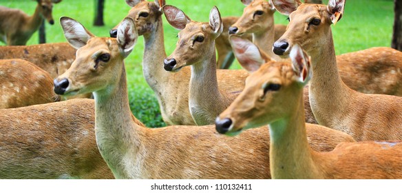 Deer