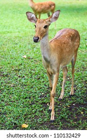 Deer
